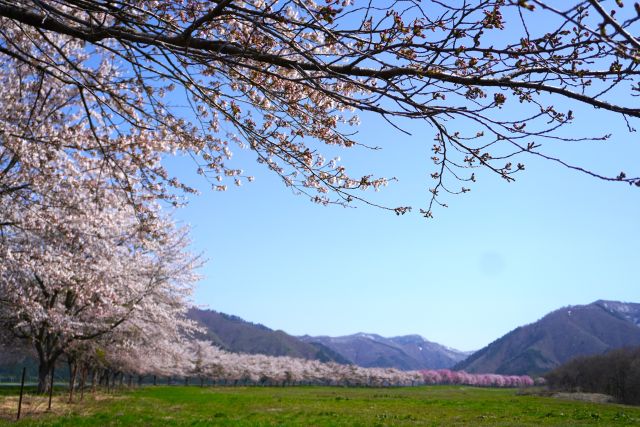 前森の桜