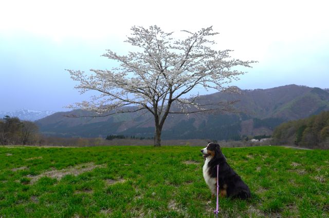いち髪の桜